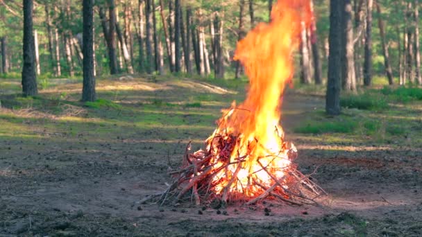 Tábortűz Fenyőerdőben Nyáron Napközben Lángoló Tábortűz Máglyatűz Helye Tűzverem Szabadban — Stock videók