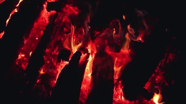 Big Campfire Burning Early Morning Evening Blue Sky Wood Fire — Vídeos de Stock