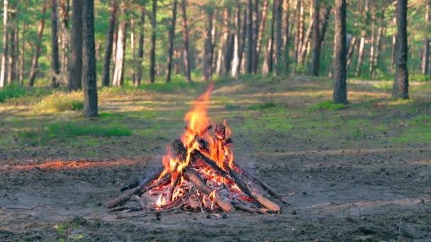 Bonfire Burns Pine Forest Summer Daytime Flaming Campfire Place Bonfire — Stock Video