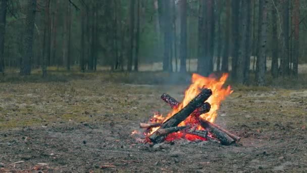 Płonące Ognisko Lesie Wieczorem Płonące Ognisko Kominek Przyrodzie Statyczne Ujęcie — Wideo stockowe
