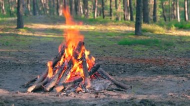 Yaz aylarında Çam Ormanı 'nda Şenlik Ateşi Gündüz Yakar. Alevli Kamp Ateşi, Şenlik Ateşi İçin Yer. Fire Pit Out, Wood On Fire, Flying Sparks ve Smoke. Seyahat ve Turizm Konsepti - Yavaş Hareket