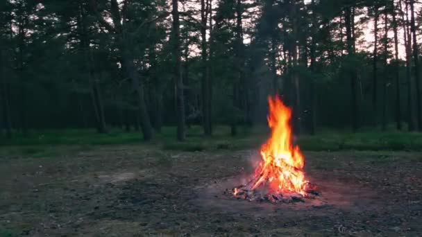 Evening Bonfire Burns Pine Forest Summer Flaming Campfire Place Bonfire — Stock Video