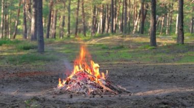 Yaz aylarında Çam Ormanı 'nda Şenlik Ateşi Gündüz Yakar. Alevli Kamp Ateşi, Şenlik Ateşi İçin Yer. Fire Pit Out, Wood On Fire, Flying Sparks ve Smoke. Seyahat ve Turizm Konsepti - Yavaş Hareket