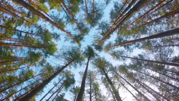 色彩斑斓的夏松森林的低角度视图 穿过针叶树 向左移动 在阳光明媚的夏日 松树丛中的底景 天空可以透过松树的枝条看到 — 图库视频影像