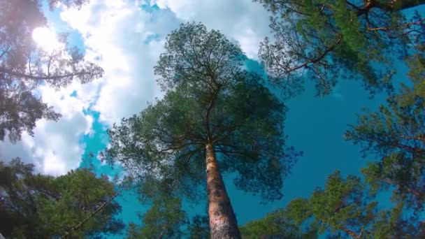 色彩斑斓的夏松森林的低角度视图 穿过针叶树 向右转 在阳光明媚的夏日 松树丛中的底景 天空可以透过松树的枝条看到 — 图库视频影像