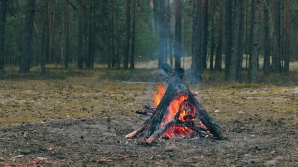 Пожежа Лісі Увечері Полум Багаття Вогонь Природі Статичний Вогонь Повільний — стокове відео