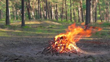 Yaz aylarında Çam Ormanı 'nda Şenlik Ateşi Gündüz Yakar. Alevli Kamp Ateşi, Şenlik Ateşi İçin Yer. Fire Pit Out, Wood On Fire, Flying Sparks ve Smoke. Seyahat ve Turizm Konsepti - Yavaş Hareket