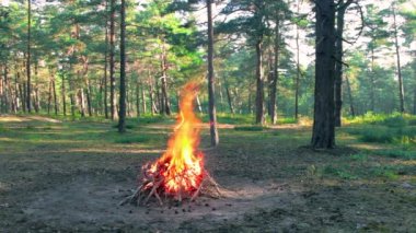 Bonfire Burns in the Pine Forest in the Summer at Daytime. Flaming Campfire, Place for Bonfire. Fire Pit Outdoors, Wood on Fire, Flying Sparks and Smoke. Travel and Tourism Concept - Static Shot