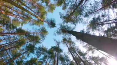 Renkli Çam Ormanı 'nın Düşük Açı Manzarası, Kozalaklı Ağaçlar' da Yürüyen Sol Kol. Güneşli Yaz Günü 'nde Çam Tepelerinin Alt Manzarası. Gökyüzü Çam Tepeleri 'nden görülebilir