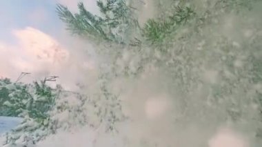 Sunny Winter Day 'de Pine Branch' tan Snow Falls, Slow Motion. Kozalaklı Orman 'da Yürüyorum