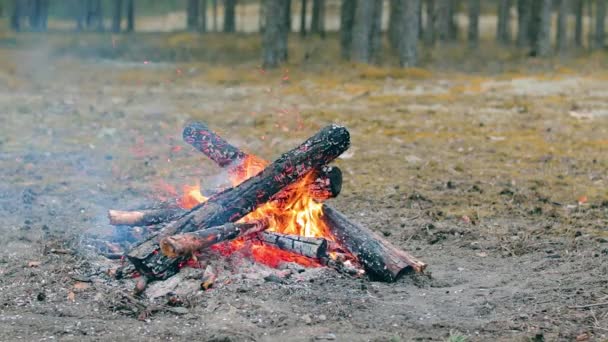 夏日森林篝火熊熊燃烧 起火的篝火 自然中的萤火虫 静态射击 慢动作 — 图库视频影像