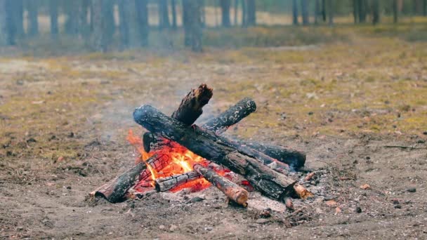 Bonfire Burning Forest Summer Day Flaming Campfire Fireplace Nature Static — Stock Video