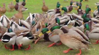 Soğuk Sonbahar Günü Parkta Vahşi Ördeklerin Beslenmesi - Yavaş Hareket. Vahşi Doğadaki Çok Aç Kuşlar. Yemek için savaşan kuşlar. İnsanlar hayvanları umursar. Ördekler ekmek yer. İnsan ve Doğa