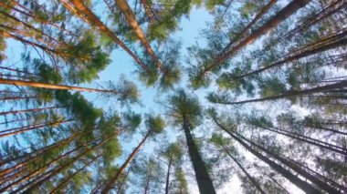 Renkli Çam Ormanı 'nın Düşük Açı Manzarası, Kozalaklı Ağaçlar' da Yürüyen Sol Kol. Güneşli Yaz Günü 'nde Çam Tepelerinin Alt Manzarası. Gökyüzü Çam Tepeleri 'nden görülebilir