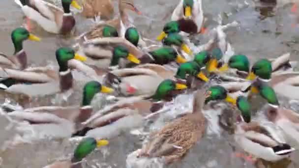가을의 나강에서 오리에게 먹이를 야생의 굶주린 새들이 식량을 싸우는 사람들은 — 비디오