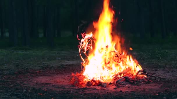 Avondvreugdevuur Brandt Het Dennenbos Zomer Vlammend Kampvuur Plaats Voor Bonfire — Stockvideo