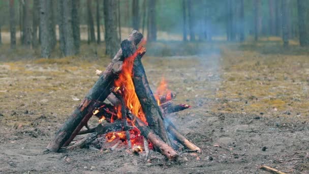 Bonfire Burning Forest Summer Day Flaming Campfire Fireplace Nature Static — Stock Video