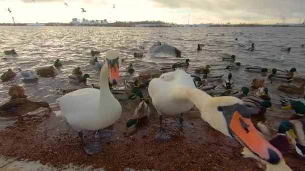 Soğuk Kış Günü Nde Nehir Kenarındaki Vahşi Kuğuların Beslenmesi Kişi — Stok video