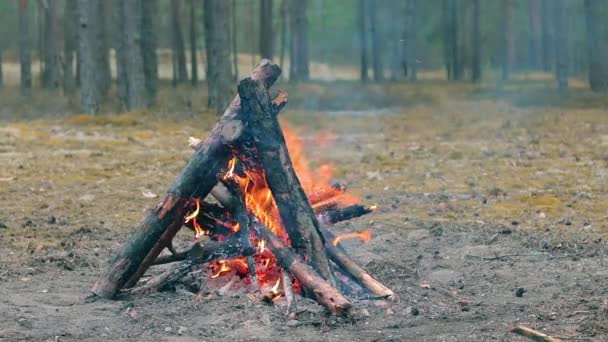 Yaz Bayramı Nda Ormanda Şenlik Ateşi Alevli Kamp Ateşi Doğadaki — Stok video