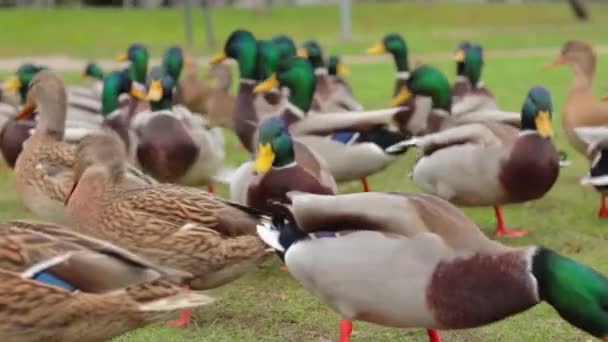 寒冷秋日在公园喂养野鸭 慢动作 野生的饥饿的小鸟 鸟类为食物而战 人们关心动物 鸭子吃面包 人类与自然 — 图库视频影像