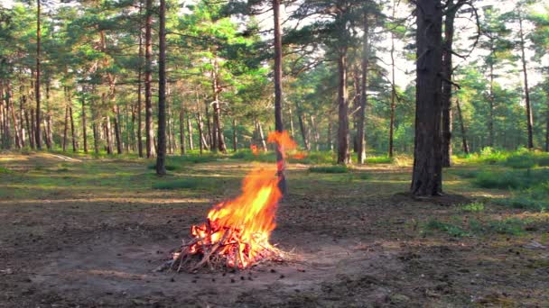 Bonfire Burns Pine Forest Summer Daytime Flaming Campfire Place Bonfire — Stok video