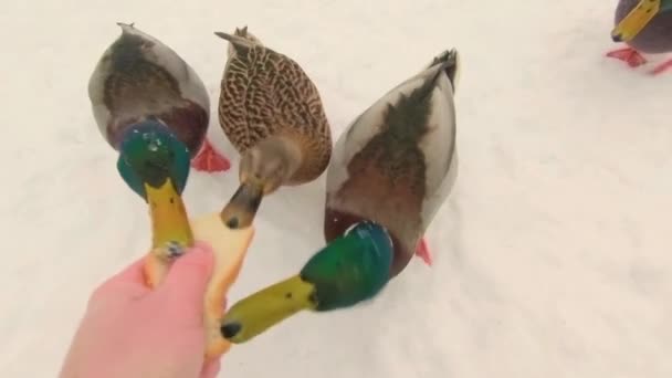 Alimentação Patos Selvagens Dia Inverno Frio Vista Primeira Pessoa Movimento — Vídeo de Stock