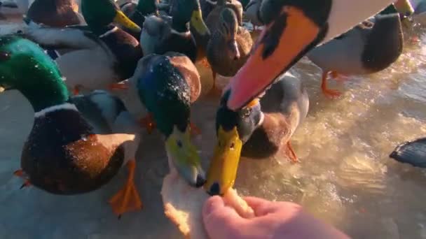 Годування Диких Птахів Біля Річки Холодний Зимовий День Вид Від — стокове відео