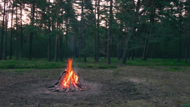 Fogueira Noturna Queima Floresta Pinheiros Verão Fogueira Flamejante Lugar Para — Vídeo de Stock