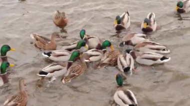 Soğuk Sonbahar Gününde Gölde Vahşi Ördeklerin Beslenmesi - Yavaş Hareket. Vahşi Doğadaki Çok Aç Kuşlar. Yemek için savaşan kuşlar. İnsanlar hayvanları umursar. Ördekler ekmek yer. İnsan ve Doğa