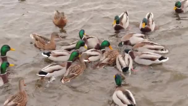 Fütterung Von Wildenten See Oder Fluss Bei Kaltem Herbsttag Zeitlupe — Stockvideo