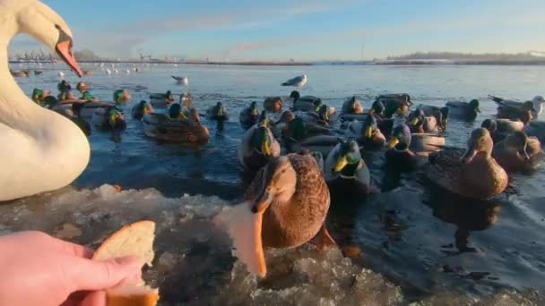 Fütterung Von Wildvögeln Flussnähe Kalten Wintertagen Ich Perspektive Zeitlupe Viele — Stockvideo