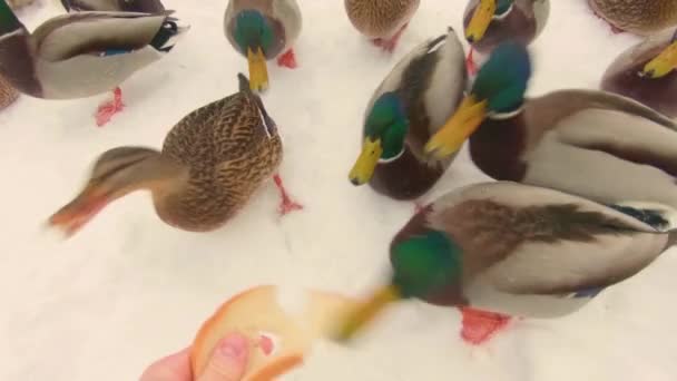 Feeding Wild Ducks Cold Winter Day First Person View Slow — Stockvideo
