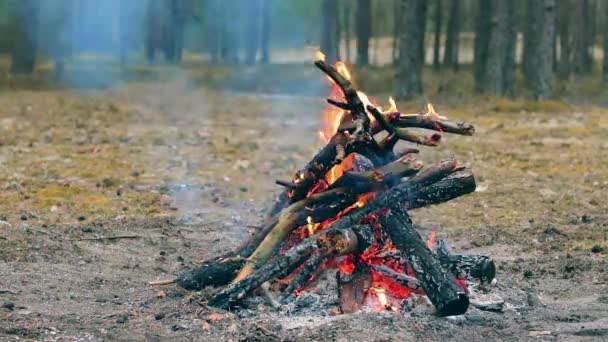 Ein Lagerfeuer Brennt Wald Sommertag Flammendes Lagerfeuer Kamine Der Natur — Stockvideo