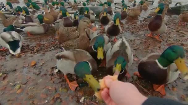 Feeding Wild Ducks Cold Winter Day First Person View Slow — Stock Video