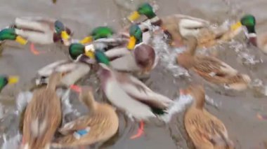 Soğuk Sonbahar Gününde Gölde Vahşi Ördeklerin Beslenmesi - Yavaş Hareket. Vahşi Doğadaki Çok Aç Kuşlar. Yemek için savaşan kuşlar. İnsanlar hayvanları umursar. Ördekler ekmek yer. İnsan ve Doğa