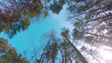 Renkli Çam Ormanı 'nın Düşük Açı Manzarası, Kozalaklı Ağaçlar' da Yürüyen Sol Kol. Güneşli Yaz Günü 'nde Çam Tepelerinin Alt Manzarası. Gökyüzü Çam Tepeleri 'nden görülebilir