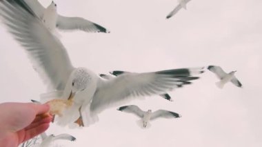 Martılar uçuştaki elden ekmek yerler - Süper Yavaş Hareket. Havada bir sürü Aç Kuş var. Martıları ekmekle besliyorum. Kuşlar Bulutlu Gökyüzünde Gündüz Uçuyor