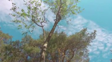 Çam Ormanı 'ndan geçip Ağaçlara bakmak. Sunny Summer Day 'de Pine Crowns' un alt görüntüsü. Gökyüzü ağaçların tepesinden görülebilir.