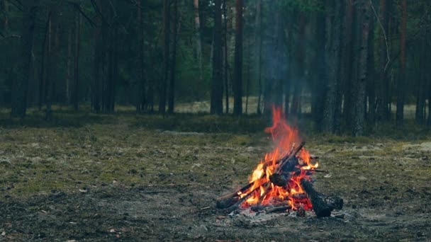 Akşamları Ormanda Yanan Bir Şenlik Ateşi Alevli Kamp Ateşi Doğadaki — Stok video