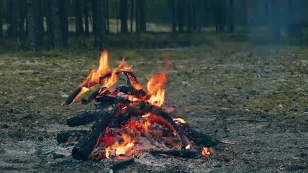 Płonące Ognisko Lesie Wieczorem Płonące Ognisko Kominek Przyrodzie Statyczne Ujęcie — Wideo stockowe