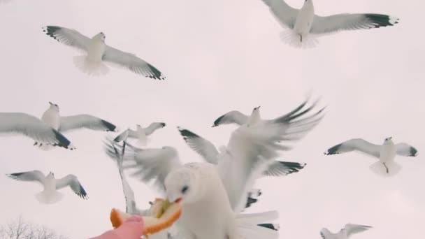 Gaivotas Comem Pão Mão Voo Movimento Super Lento Muitos Pássaros — Vídeo de Stock