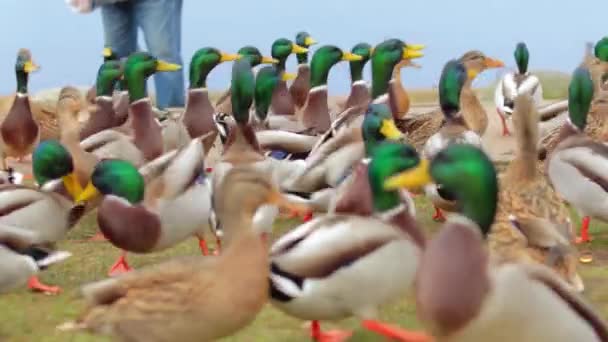 Feeding Wild Ducks Park Cold Autumn Day Slow Motion Much — Stock Video