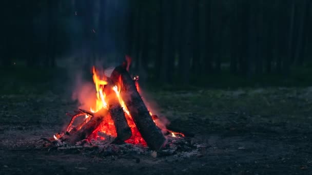 Kebakaran Unggun Malam Hutan Pine Musim Panas Api Unggun Yang — Stok Video