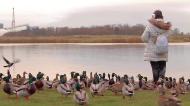 在寒冷的秋日里 女人正在河边喂野鸭 慢动作 野生的饥饿的小鸟 鸟类为食物而战 人们关心动物 鸭子吃面包 人类与自然 — 图库视频影像
