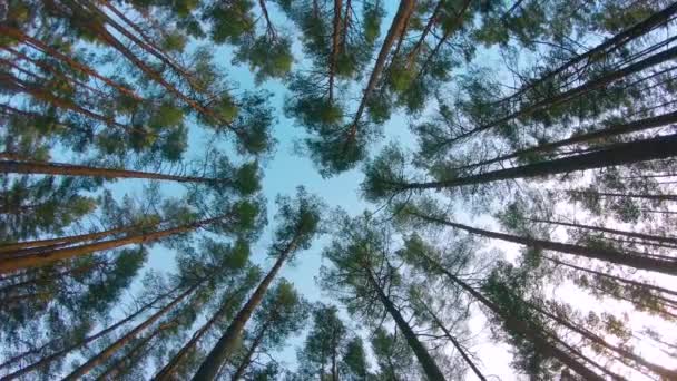色彩斑斓的夏松森林的低角度视图 穿过针叶树 在阳光明媚的夏日 松树丛中的底景 天空可以透过树木看到 — 图库视频影像