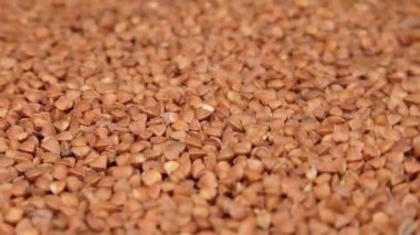 Kuru pişmemiş kahverengi karabuğday Groats dönüyor. Çiğ Büyük Karabuğday Taneleri. Rus, Ukrayna ve Beyaz Rusya Kültürü