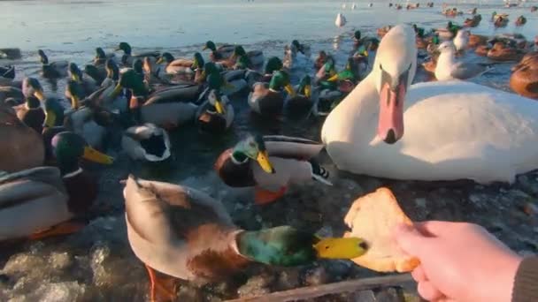 Alimentação Aves Selvagens Perto Rio Dia Inverno Frio Vista Primeira — Vídeo de Stock