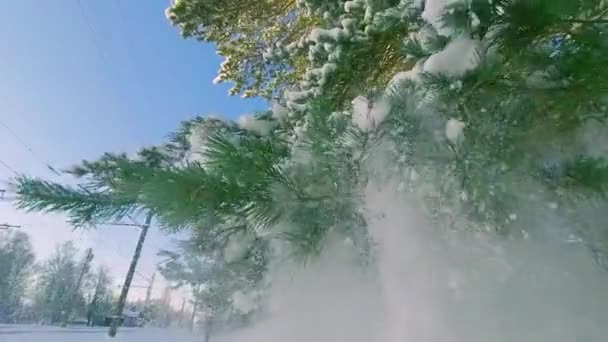 Schnee Fällt Von Kiefernzweigen Sonnigen Wintertag Zeitlupe Spaziergang Durch Den — Stockvideo