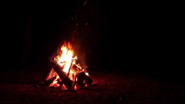Night Bonfire Burns Dark Forest Isolated Black Background Flaming Campfire — Stock Video