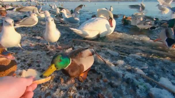 寒い冬の日に川の近くの野鳥の餌やり 一人称視点 スローモーション 野生の空腹鳥が多い 鳥は食べ物のために戦う パンとアヒル 白鳥とカモメの餌 Pov — ストック動画